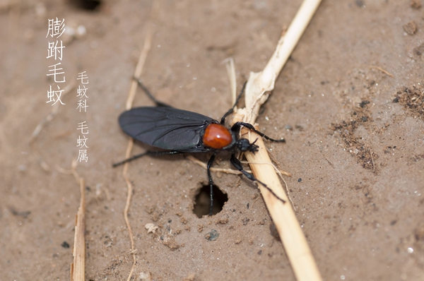 膨跗毛蚊体长10-15,雄蚊全身黑色,雌蚊胸节橘红色,幼虫在泥土中生活