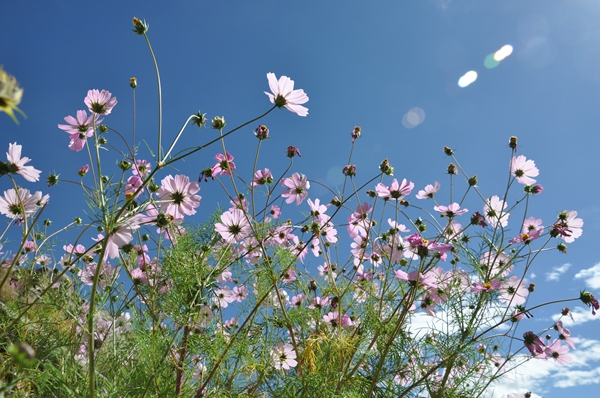 格桑花