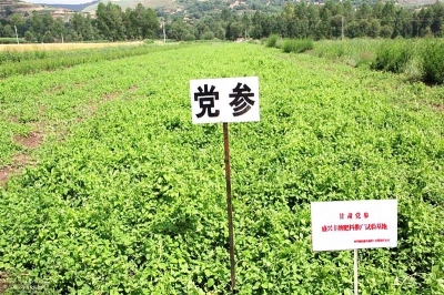 党参种植基地