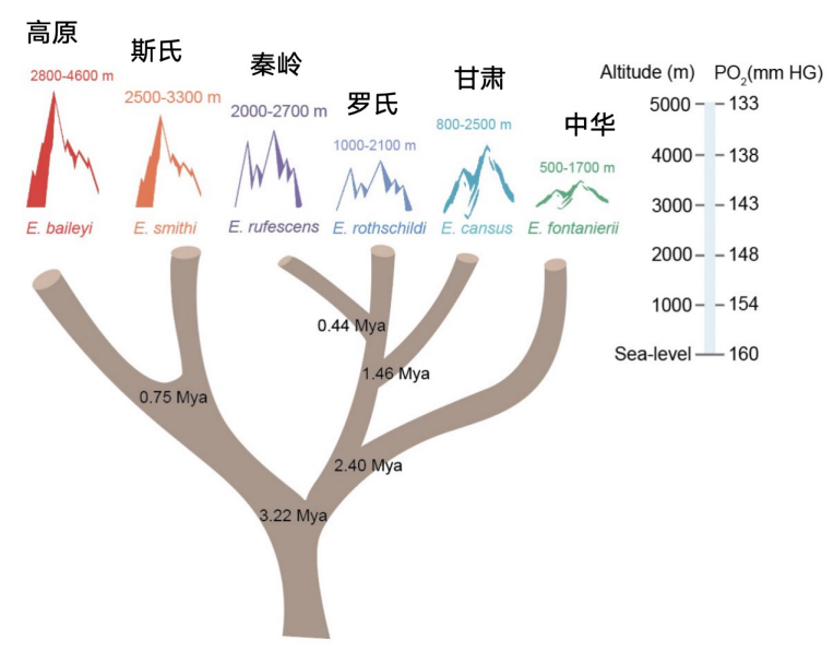 兰州大学研究团队合作揭示基因组结构变异在高原鼢鼠低氧适应中的作用